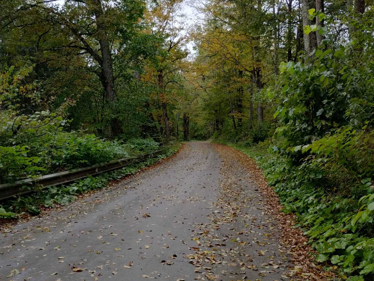 Falls Hill Track photo 3