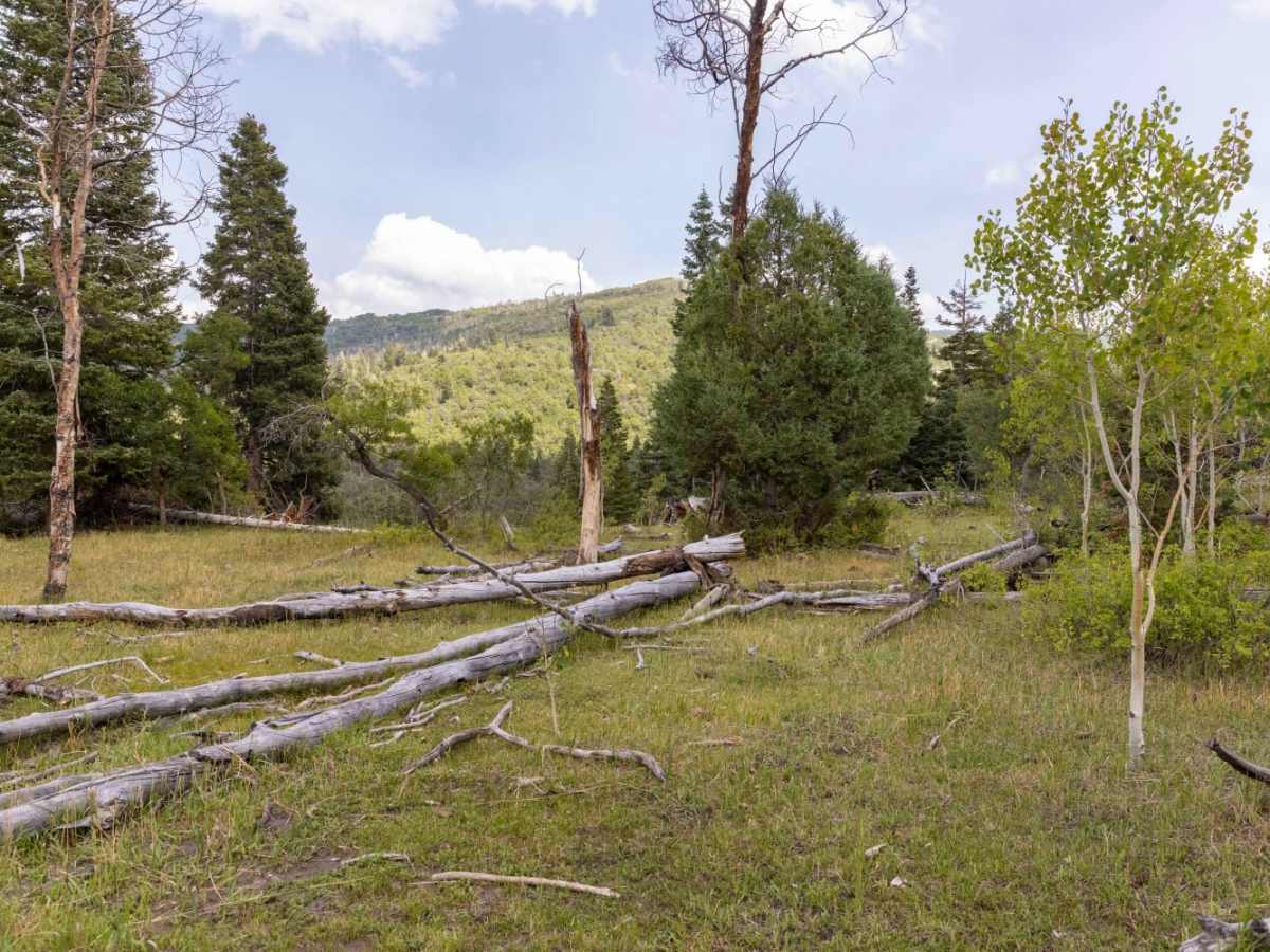 Beaver Creek Ridge Trail photo 2