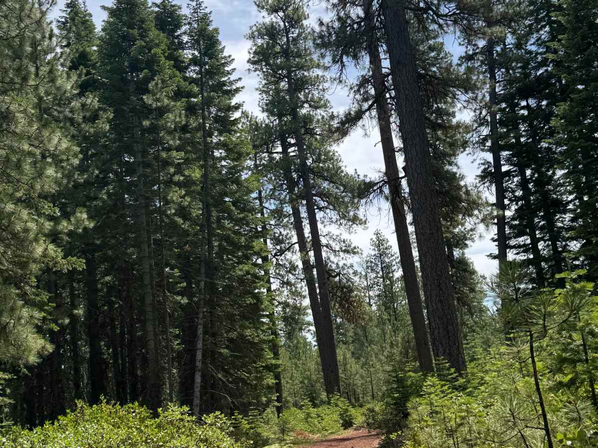 FS 1000-242 trail photo