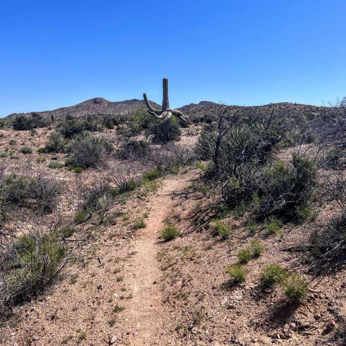 Near Arizona Trail Passage 15: Tortilla Mountains