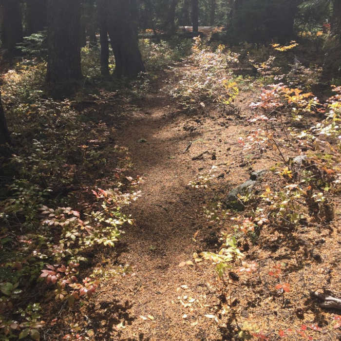 Near Pacific Crest Trail: Oregon Section E - Highway 58 to Highway 242