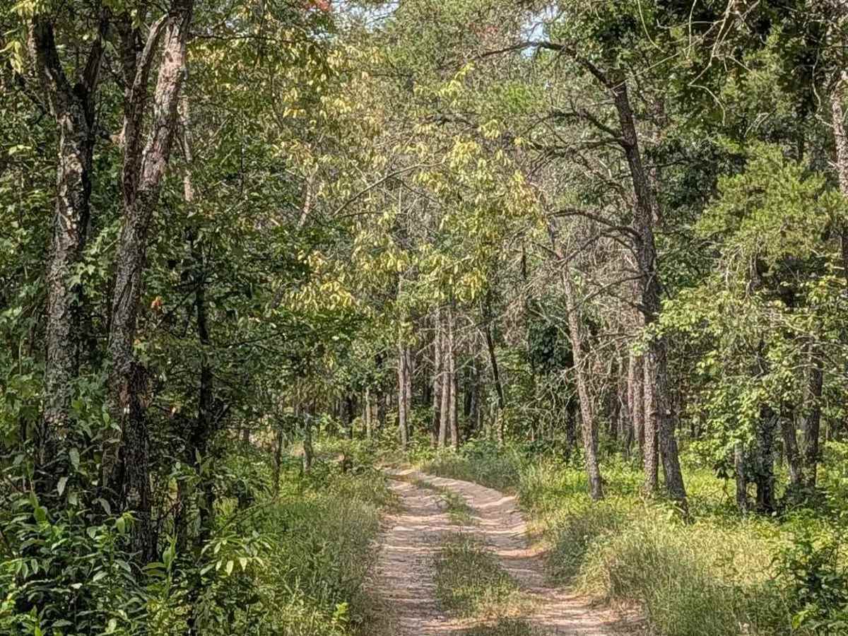 FS 2719 trail photo