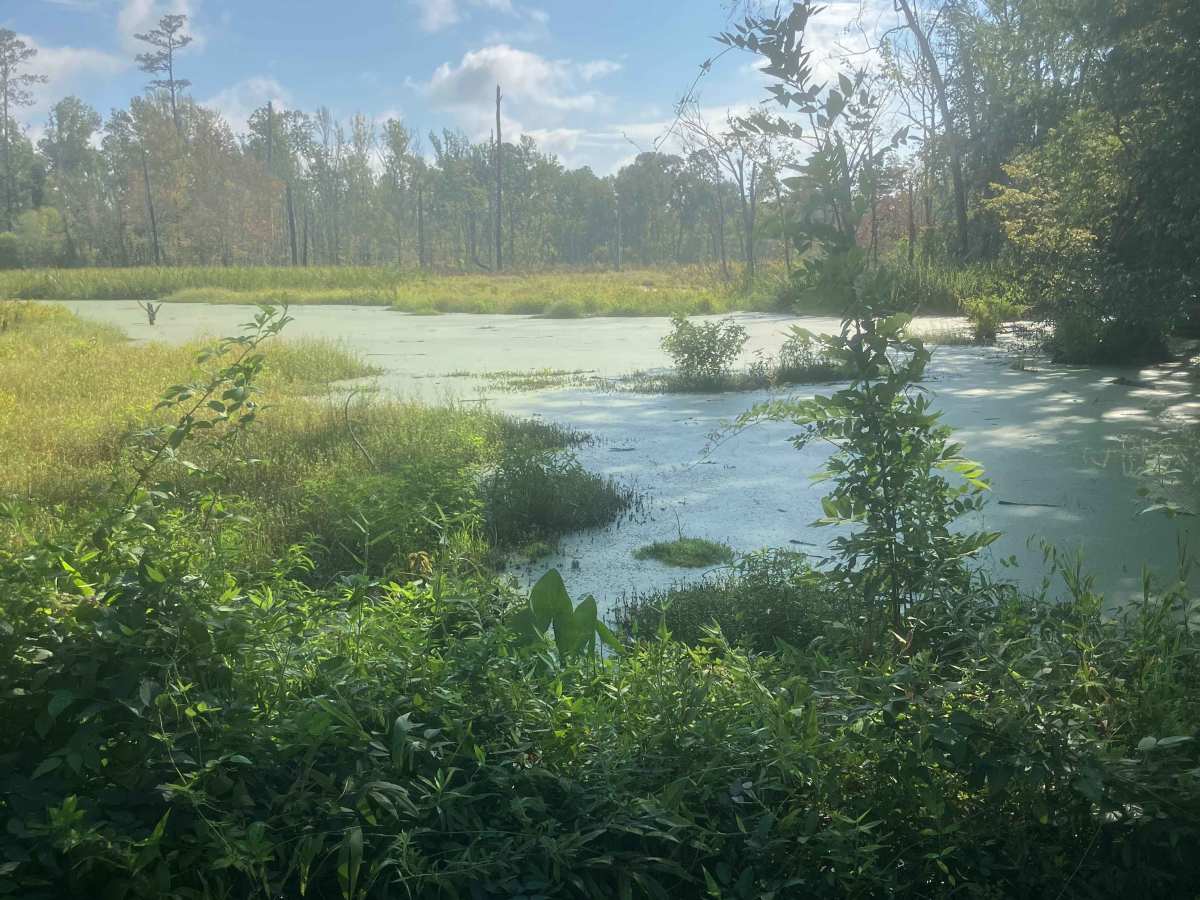 Fury's Ferry Boat Ramp trail photo