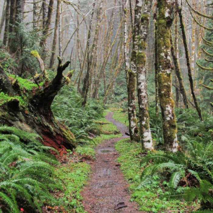 Near Gales Creek Trail