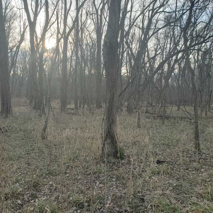 typical view on a winter day Near Angel Mounds Outer Loop