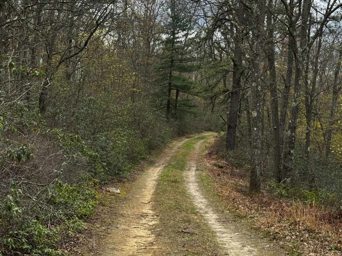 Wildcat Trail photo 6