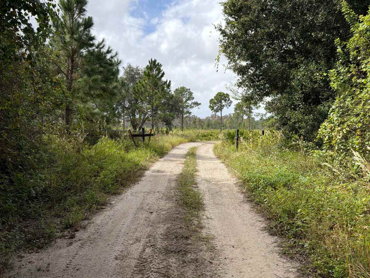 Williams Road - Three Lakes WMA photo 3