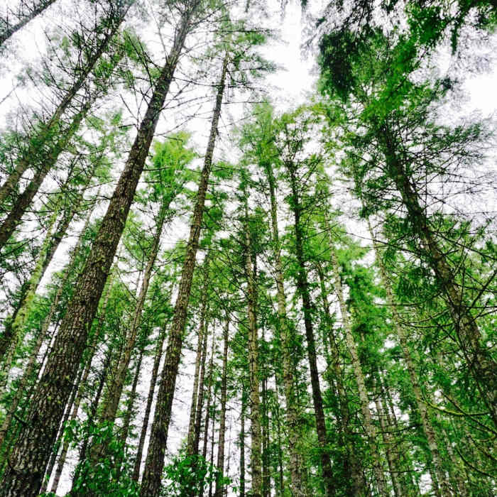 Near Green Mountain Loop