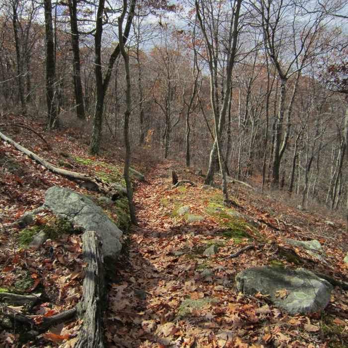 Near Hawks Watch via Wildcat Ridge Trail
