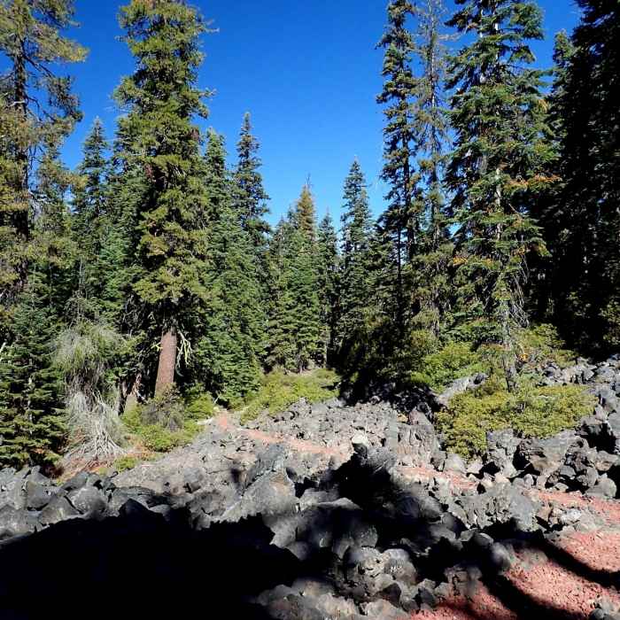 Near Brown Mountain Trail #1005
