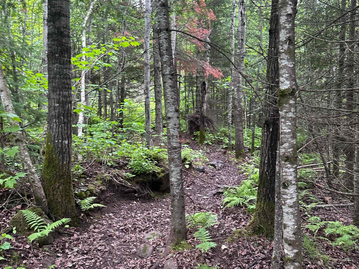 Alger Grade - Trail 12 photo 6