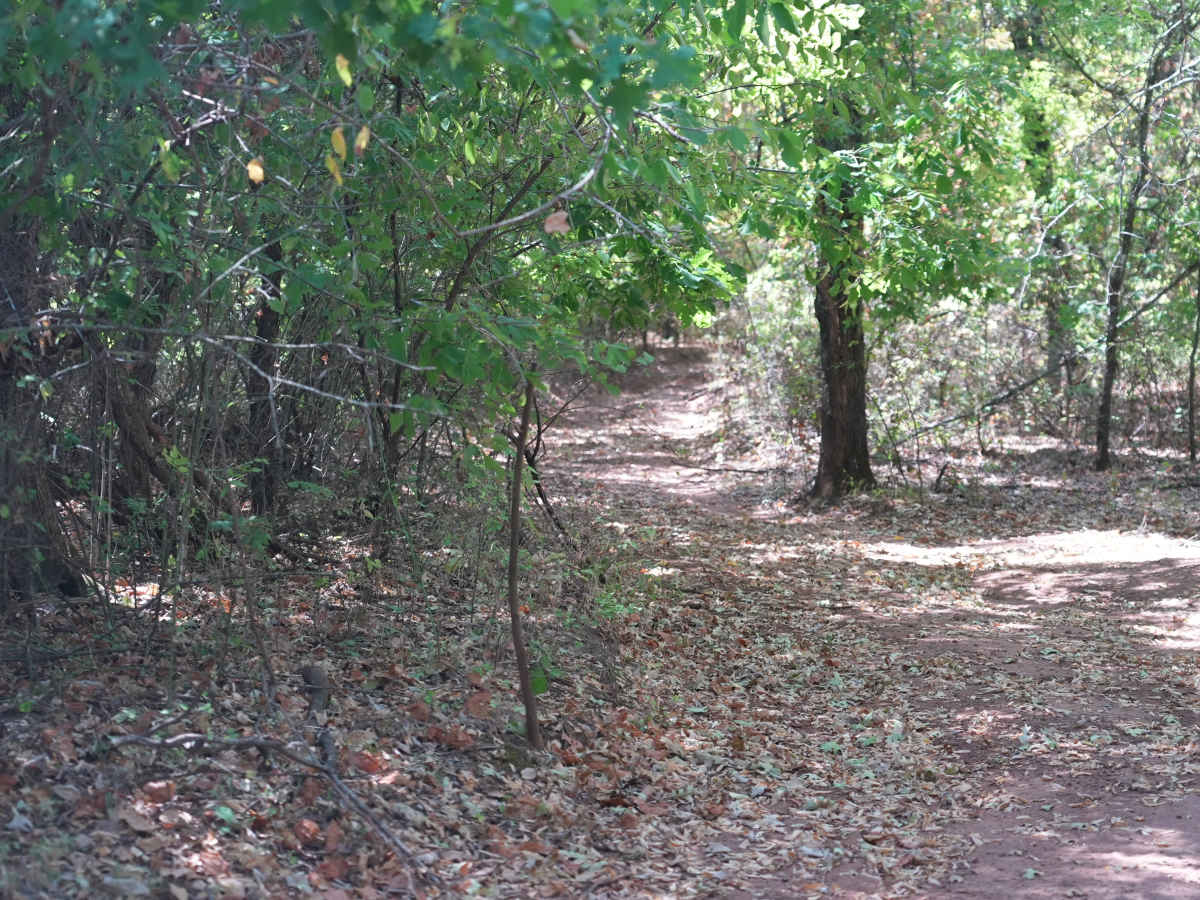 Blue 21 trail photo