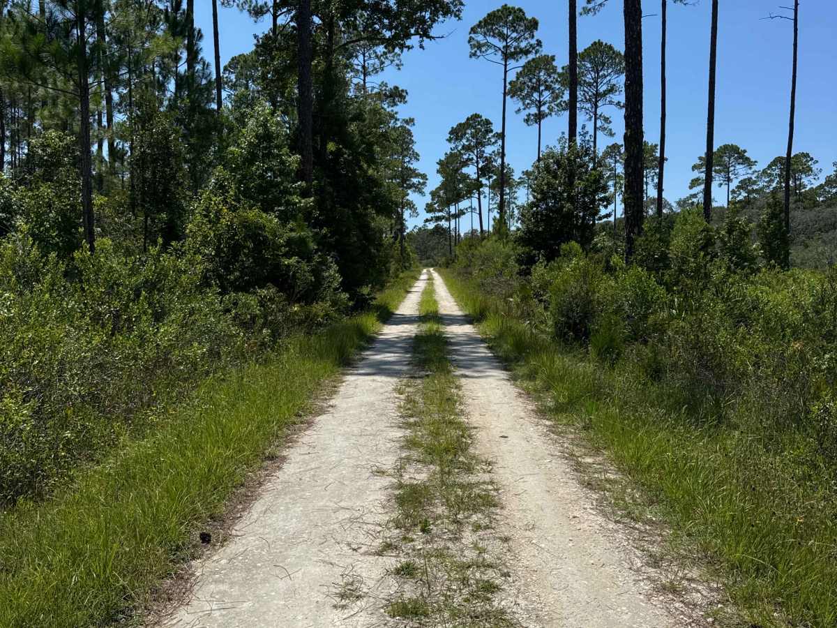 Rattlesnake Camp Road photo 4