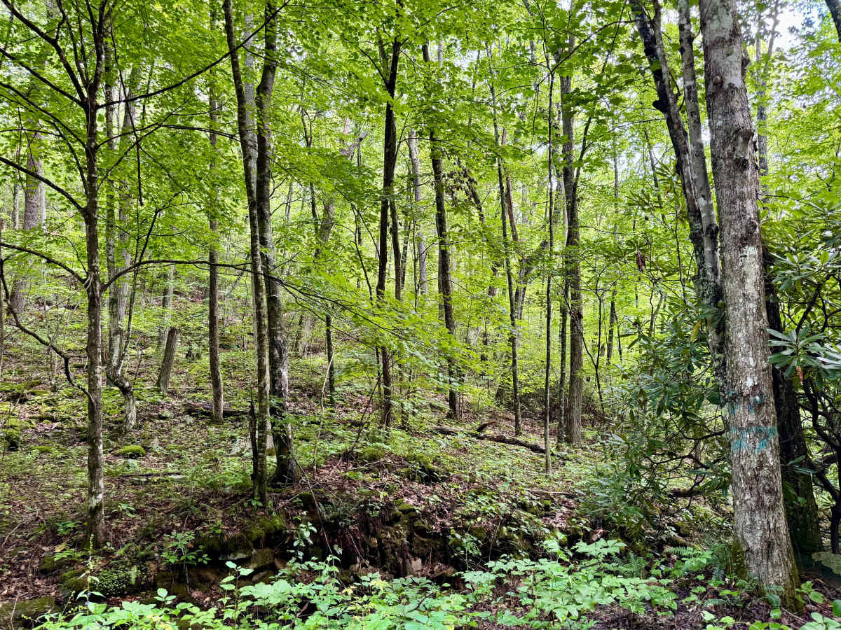 FSR 139 photo 5