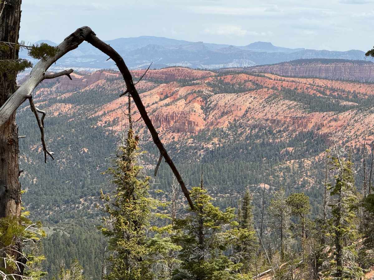 Proctor Canyon - FS 30109 trail photo