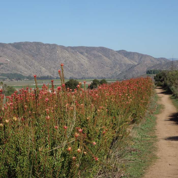 Near Coast to Crest Trail: Raptor Ridge and San Pasqual Valley