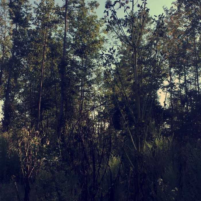 Near Walnut Grove Trail