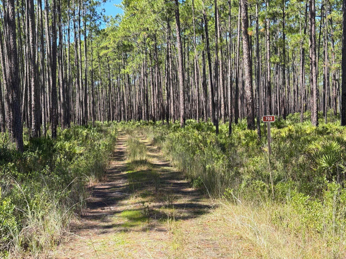 FS 703 trail photo