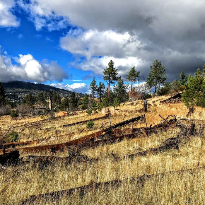 Large pine in an open field Near Stonewall Peak Loop
