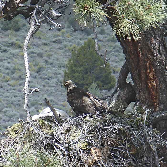 Near Eagle Lake South Shore