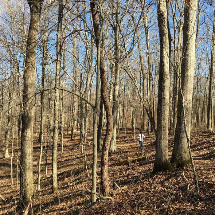 Near Big Hollow Trail North Loop