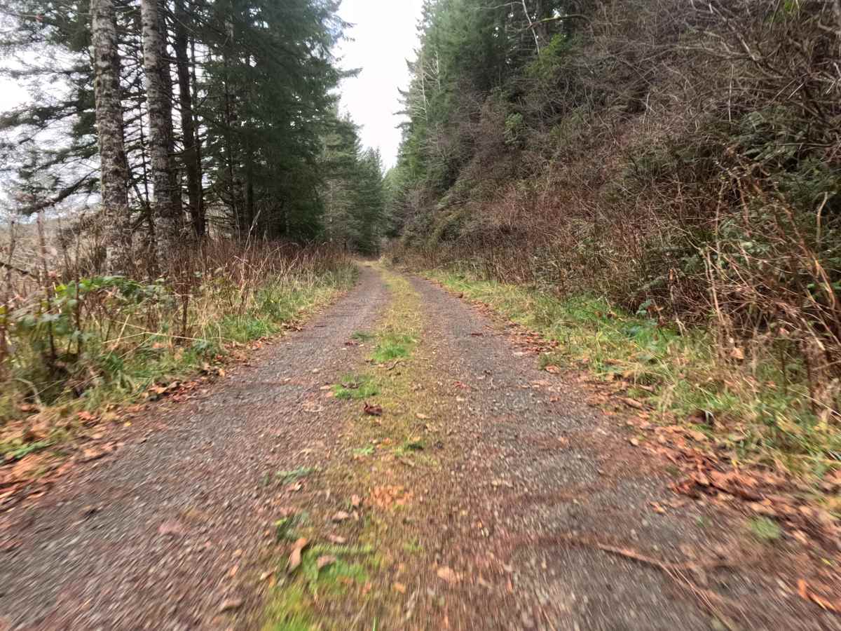 FS 4811 trail photo