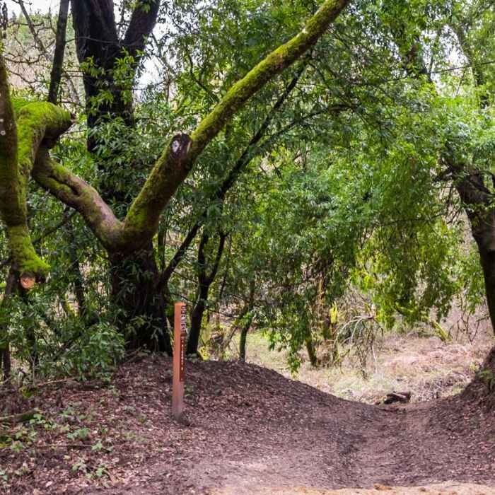 Near Meadow Trail Hike