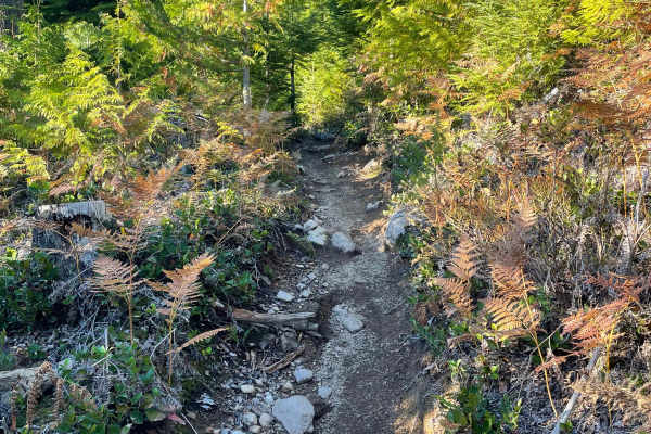 Deep Woods
