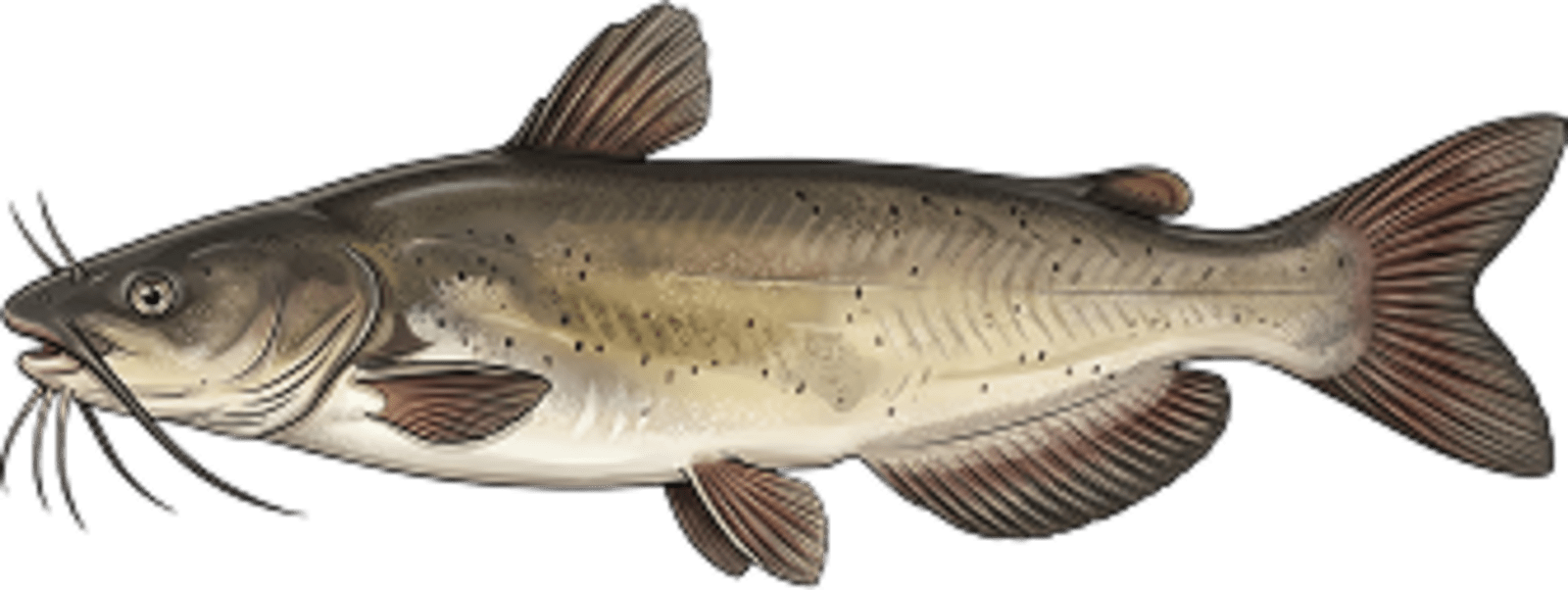 Channel catfish