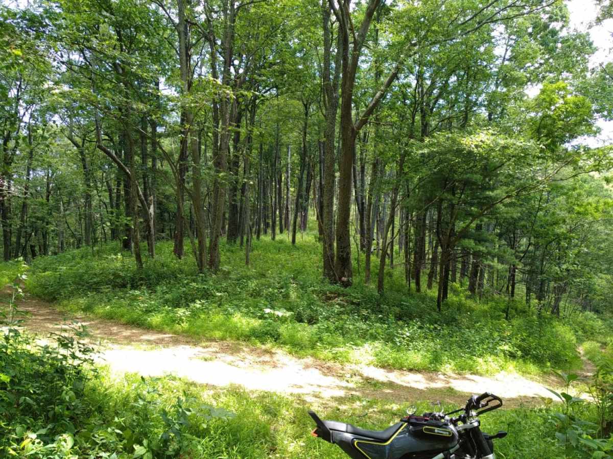 Cow Camp Road photo 6