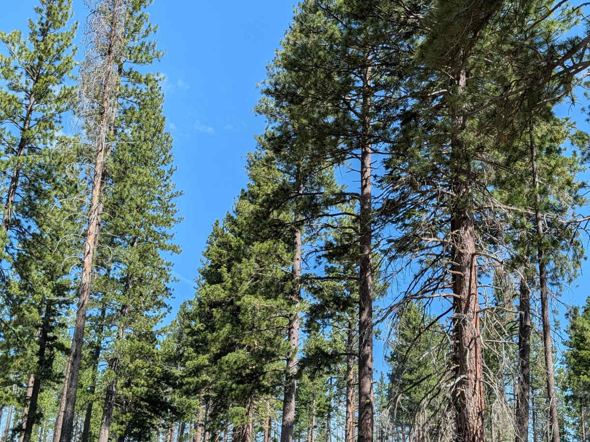 Tamarack Tile - FS 47N49 photo 2