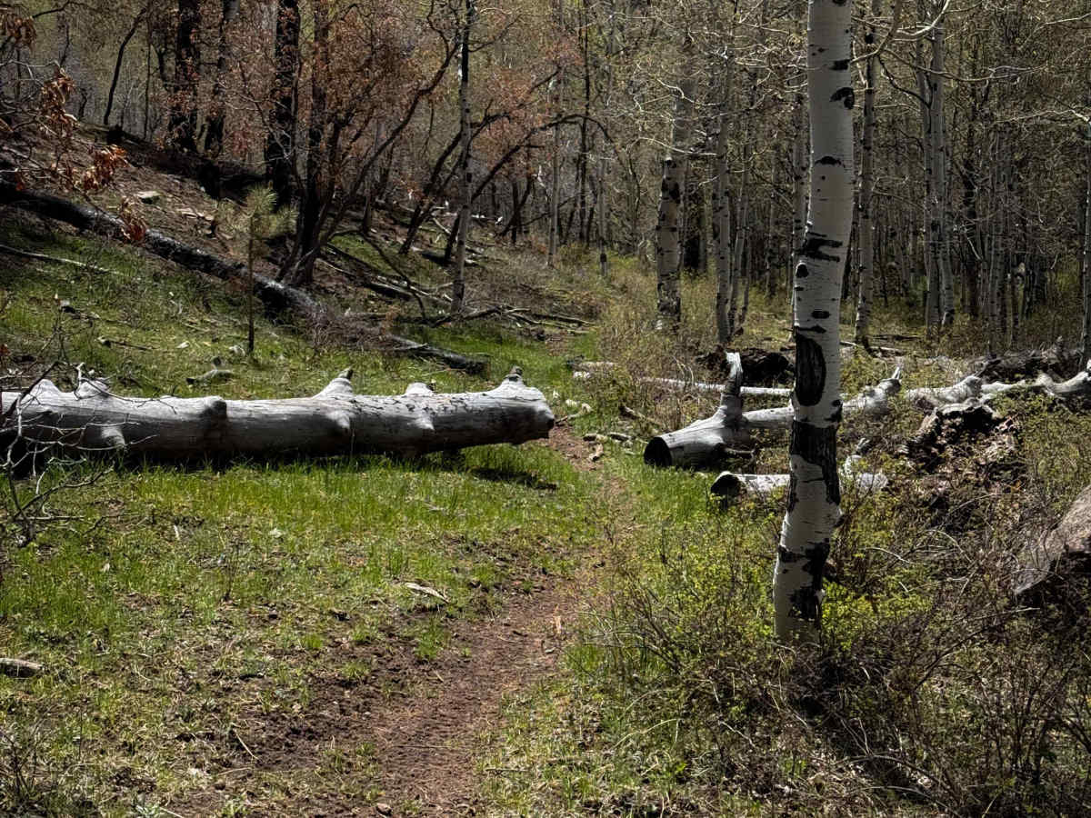 Trust Lands Singletrack (South)  photo 6