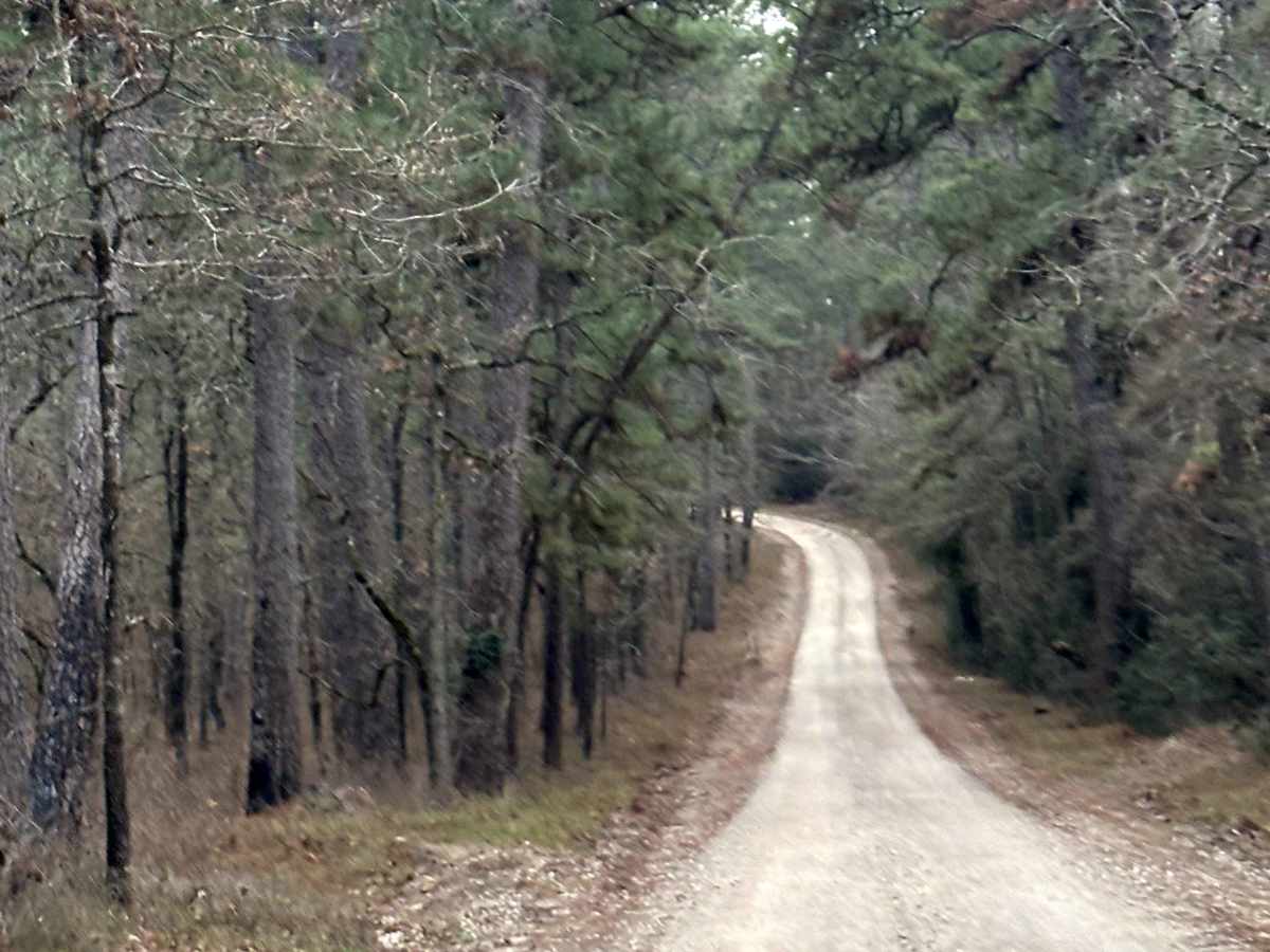 Magnolia - FS 219 trail photo