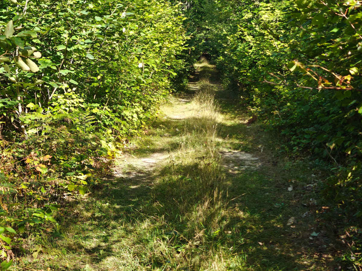 Border Trail trail photo