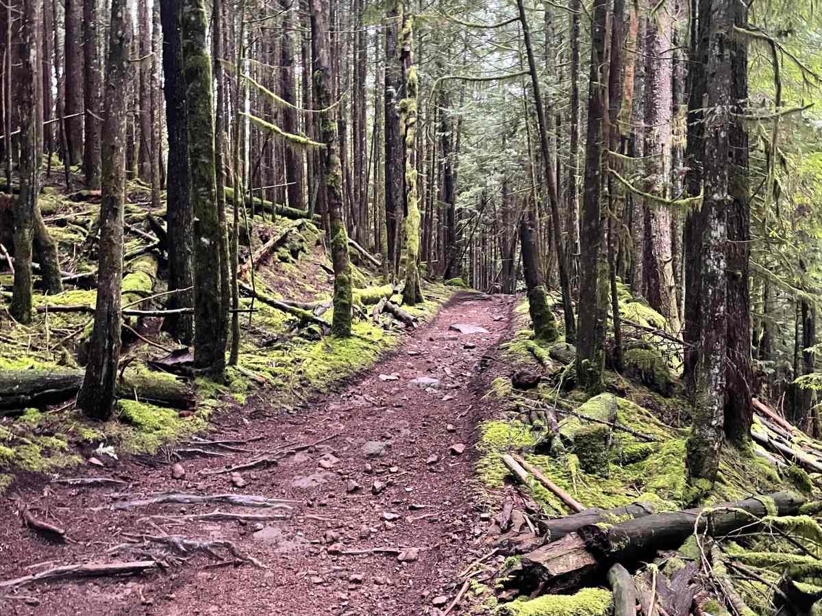 Moto Connector trail photo