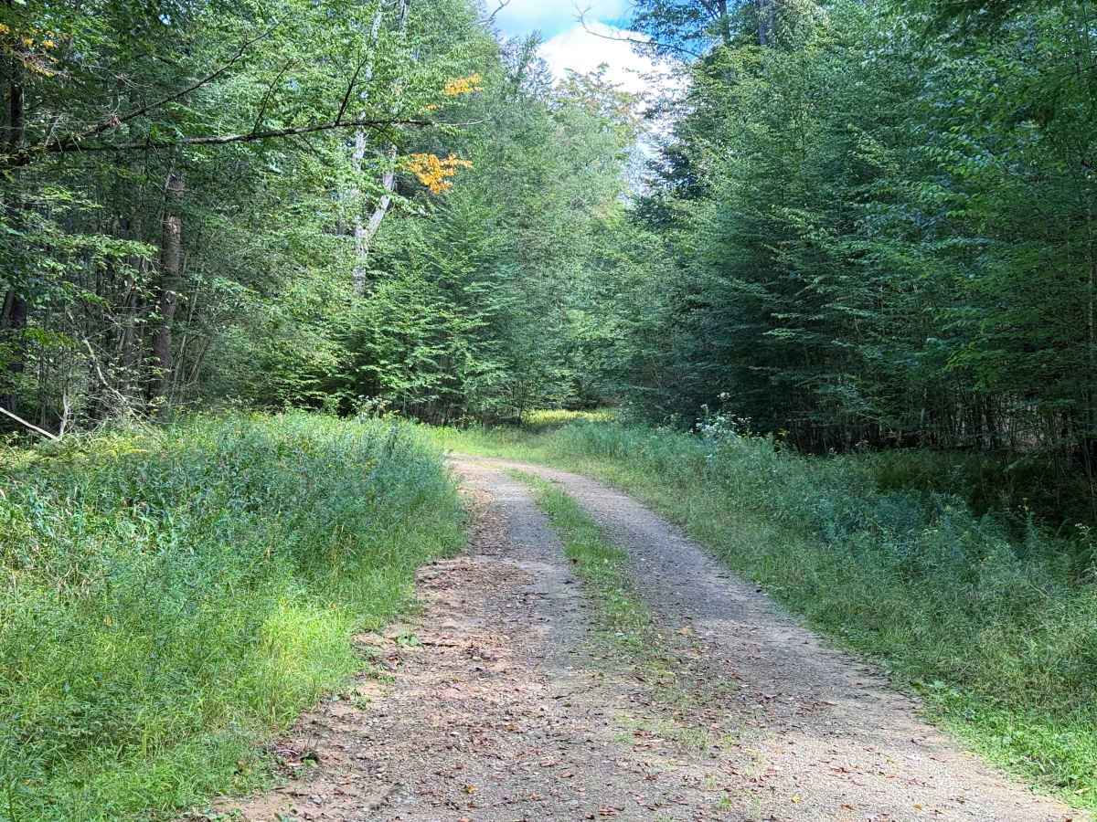 Switch Hollow - FS 451 trail photo