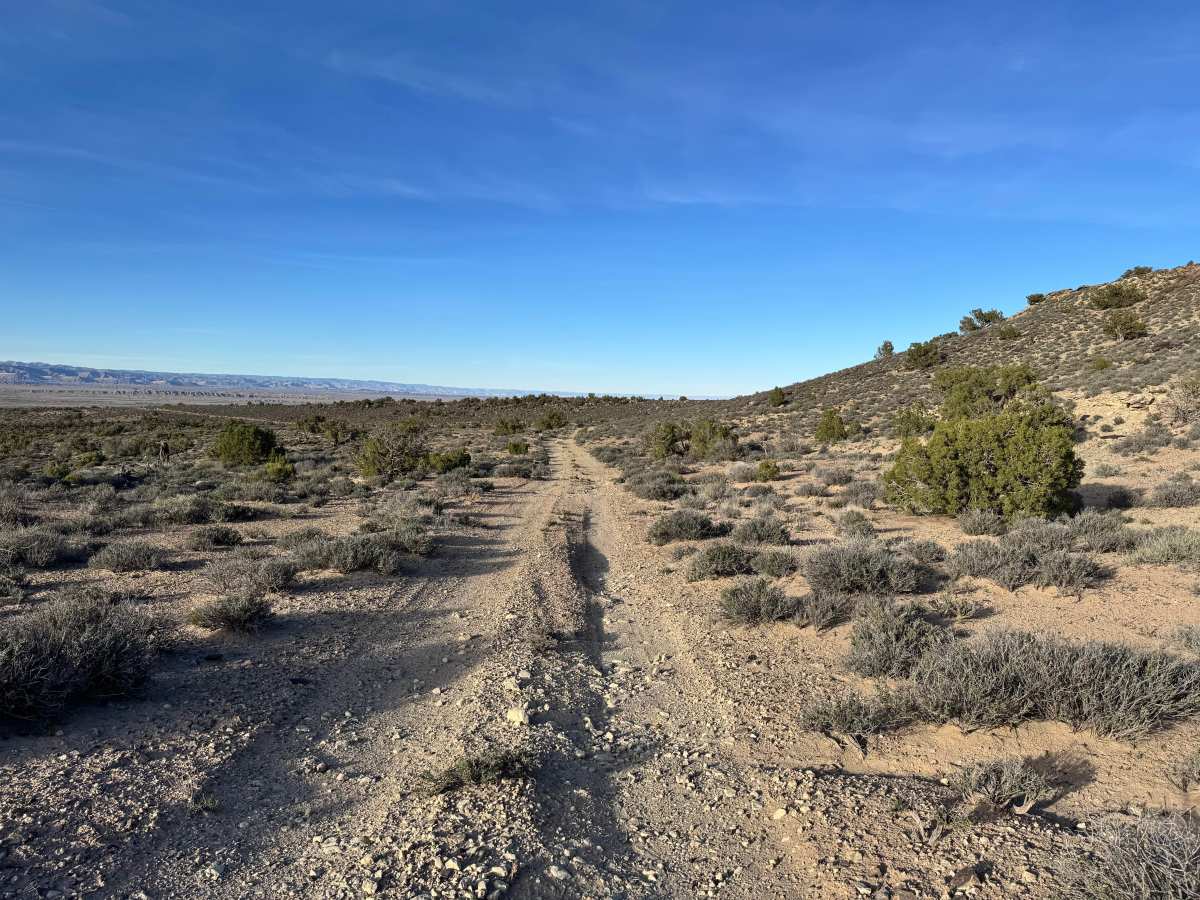 Cactus Rat Hills photo 3