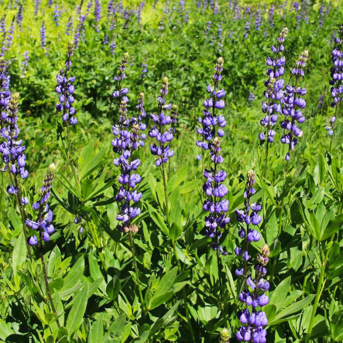 Near Bear Lakes Loop via Round Lake