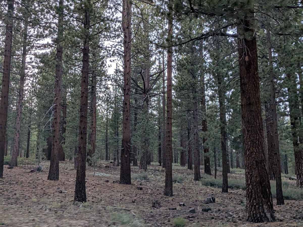 Manzanita Spur FS3S35A photo 4