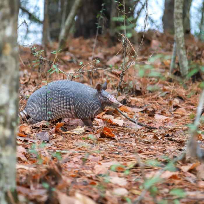 Near Stagecoach Trail