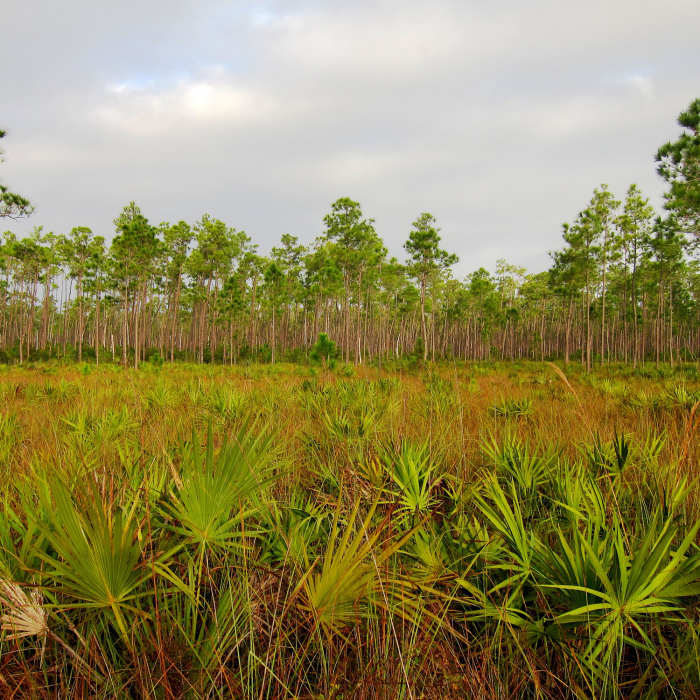 Near Long Pine Key Nature Trail Spur