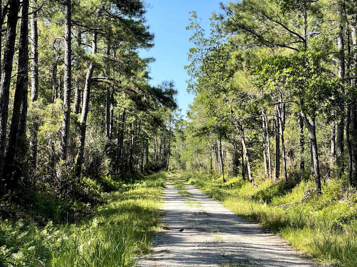 Drake Road photo 5