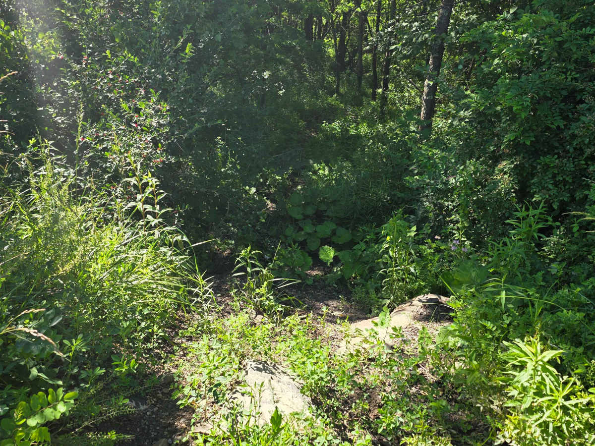 Single Track S1 photo 6