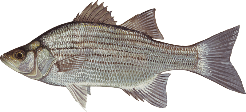 White bass