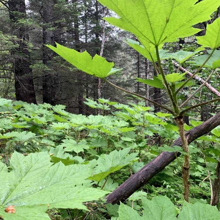 Near Two Lakes Loop Near Two Lakes Loop