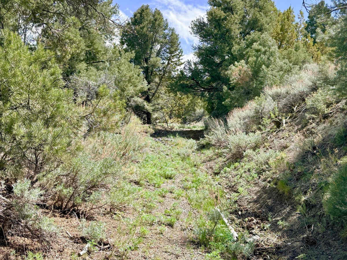 Blackbird Creek Loop - FS 43253 photo 3