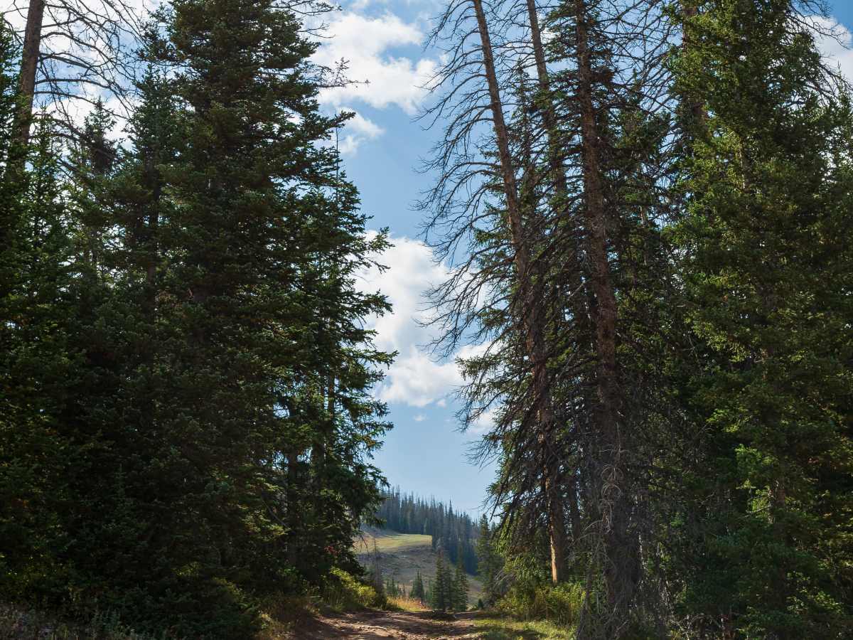 Mill Fork - FS 70580/10318 photo 5