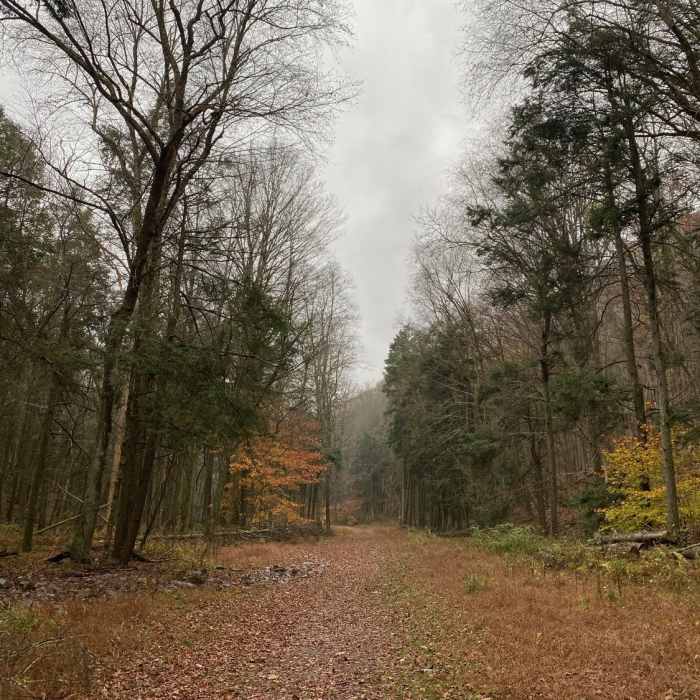 Fire road along the way. Near Jacoby Falls