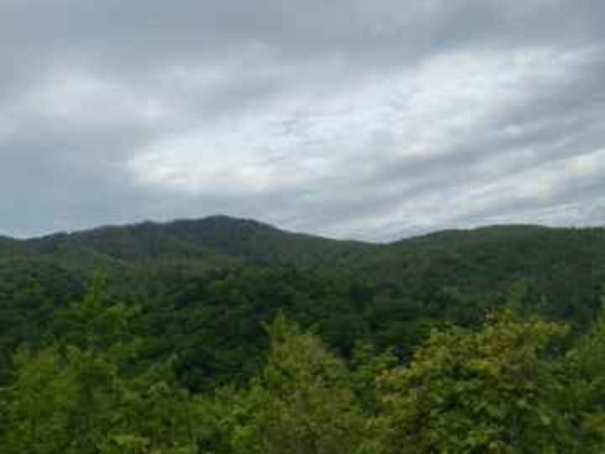 FR126 Waucheesi Bald photo 4