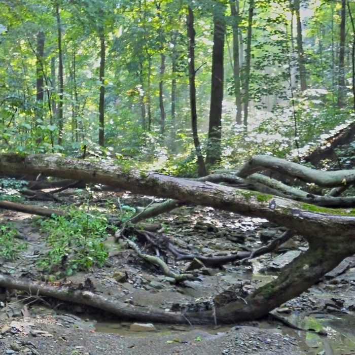 Near Loop Trail